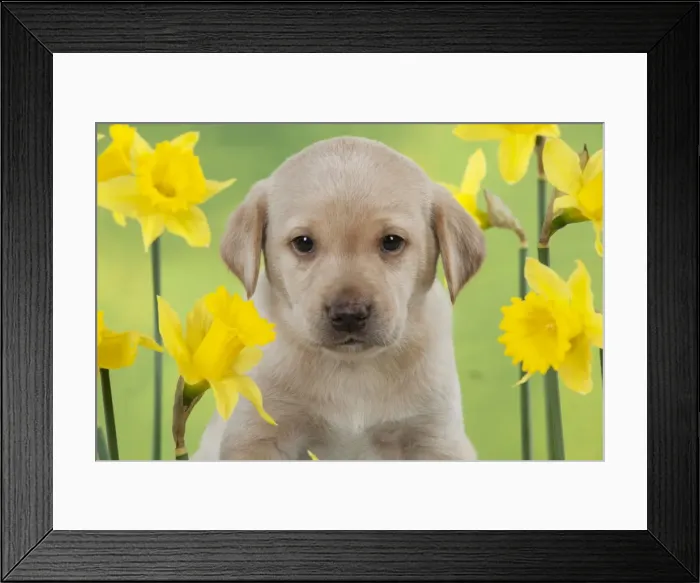 Framed Print : Picture No. 10900010 Framed Print : Picture No. 10900010