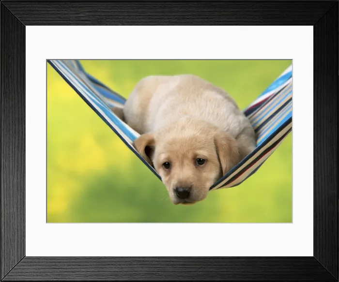 Framed Print : Picture No. 10900016 Framed Print : Picture No. 10900016