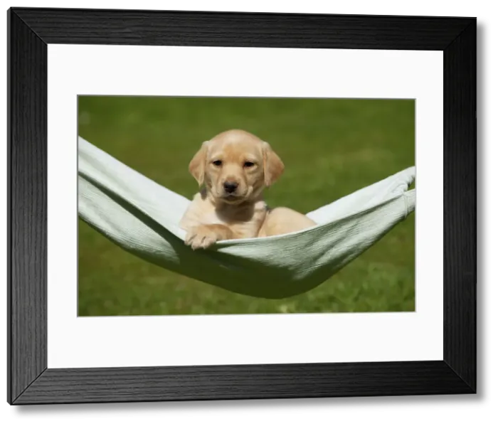 Framed Print : Picture No. 10900030 Framed Print : Picture No. 10900030