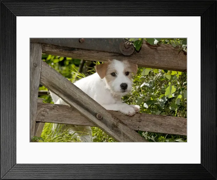 Framed Print : Picture No. 10901199 Framed Print : Picture No. 10901199