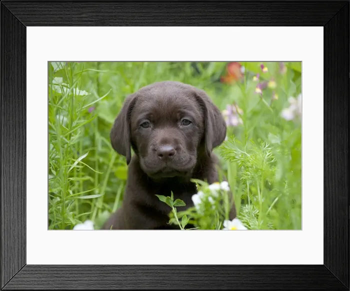 Framed Print : Picture No. 10901207 Framed Print : Picture No. 10901207