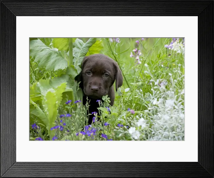 Framed Print : Picture No. 10901208 Framed Print : Picture No. 10901208
