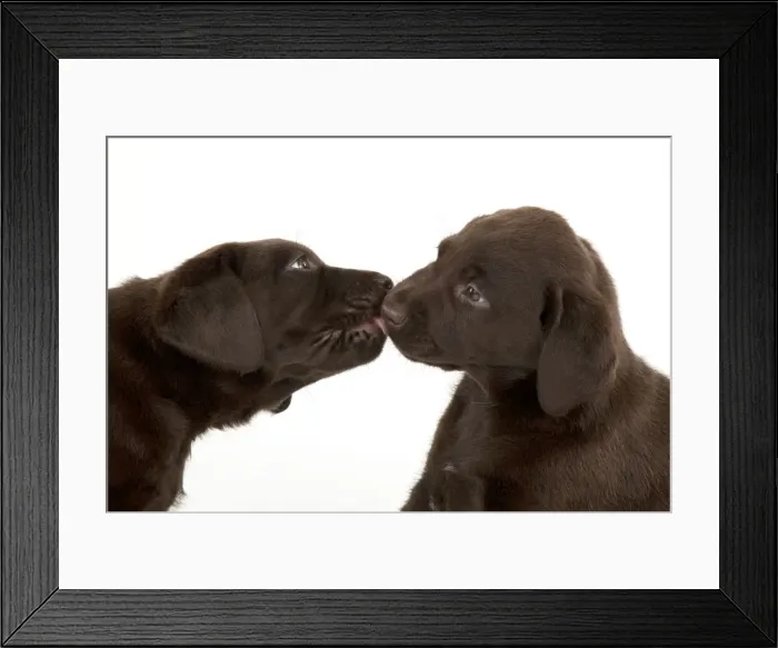 Framed Print : Picture No. 10901230 Framed Print : Picture No. 10901230