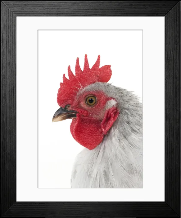 Framed Print : Picture No. 10901252 Framed Print : Picture No. 10901252