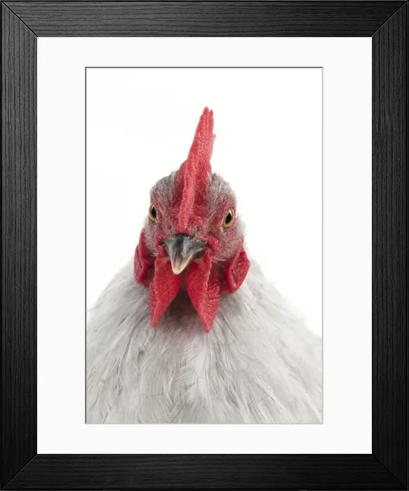 Framed Print : Picture No. 10901253 Framed Print : Picture No. 10901253