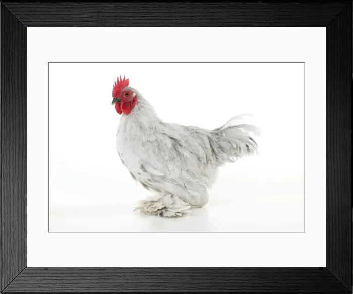 Framed Print : Picture No. 10901256 Framed Print : Picture No. 10901256