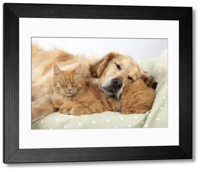 Framed Print : Picture No. 10922530 Framed Print : Picture No. 10922530