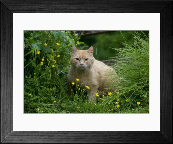 Framed Print : Picture No. 10922533 Framed Print : Picture No. 10922533
