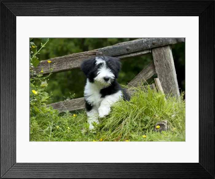 Framed Print : Picture No. 10922555 Framed Print : Picture No. 10922555