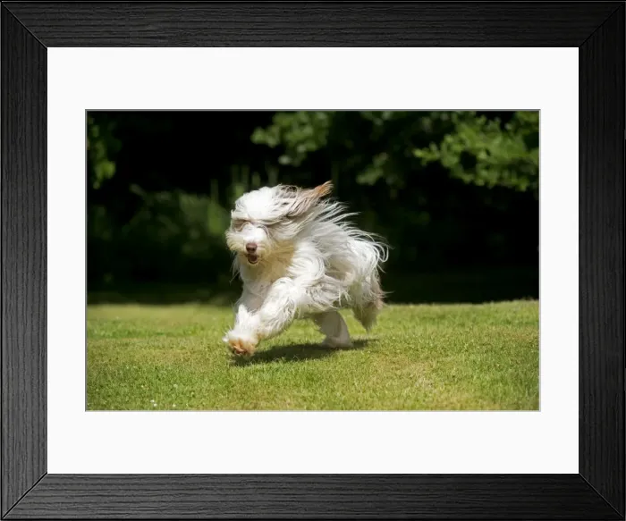 Framed Print : Picture No. 10922556 Framed Print : Picture No. 10922556