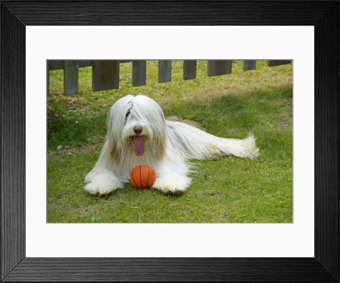 Framed Print : Picture No. 10922559 Framed Print : Picture No. 10922559