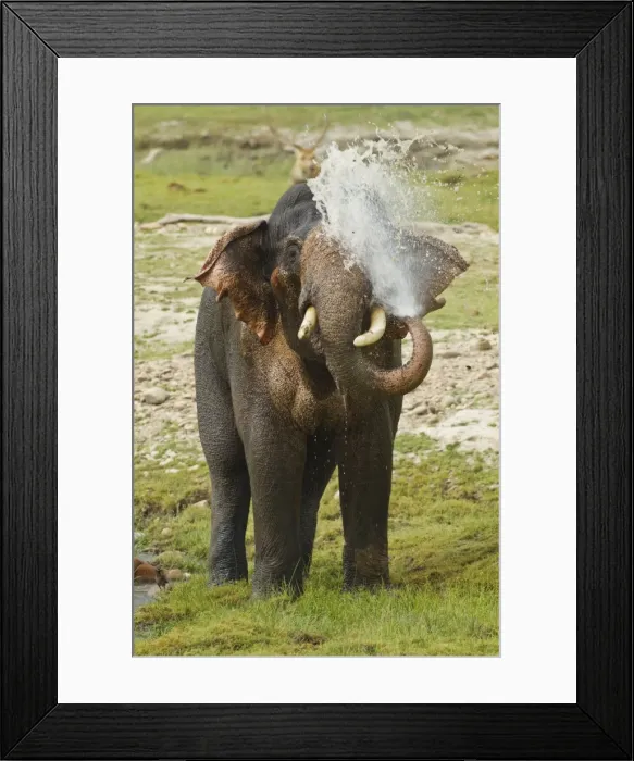Framed Print : Picture No. 10921838 Framed Print : Picture No. 10921838