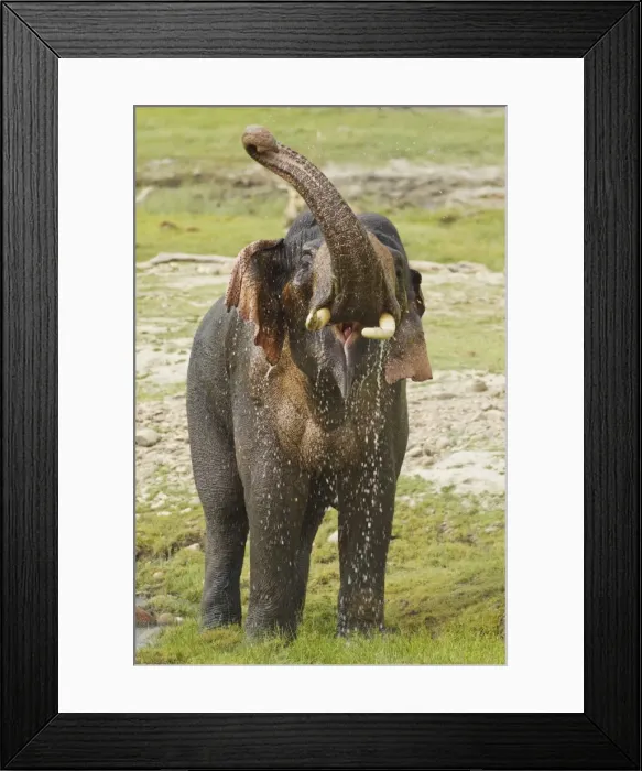 Framed Print : Picture No. 10921840 Framed Print : Picture No. 10921840