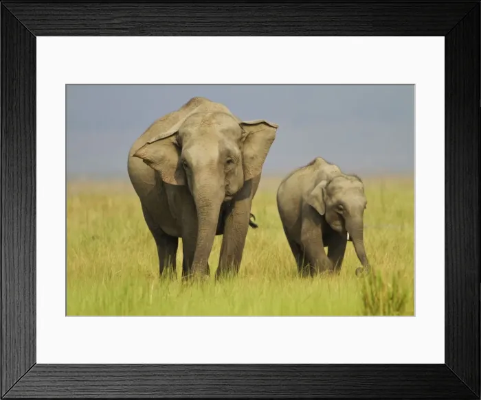 Framed Print : Picture No. 10921855 Framed Print : Picture No. 10921855