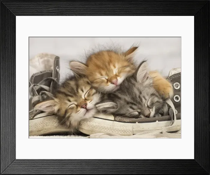 Framed Print : Picture No. 10901740 Framed Print : Picture No. 10901740