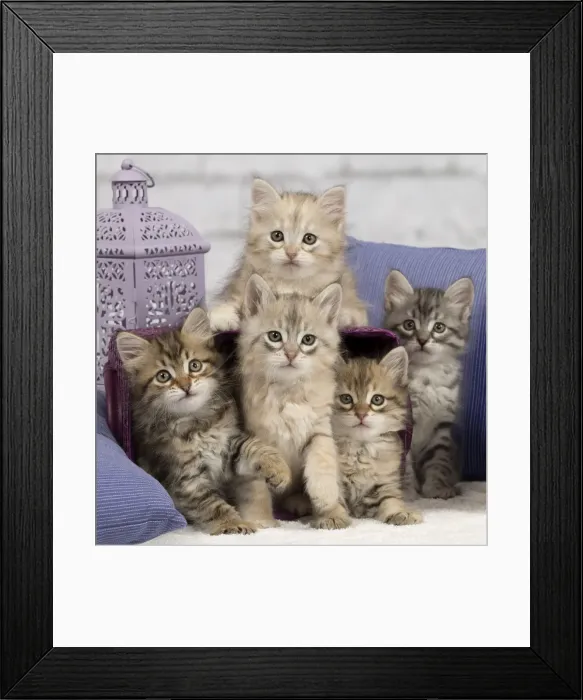 Framed Print : Picture No. 10901741 Framed Print : Picture No. 10901741