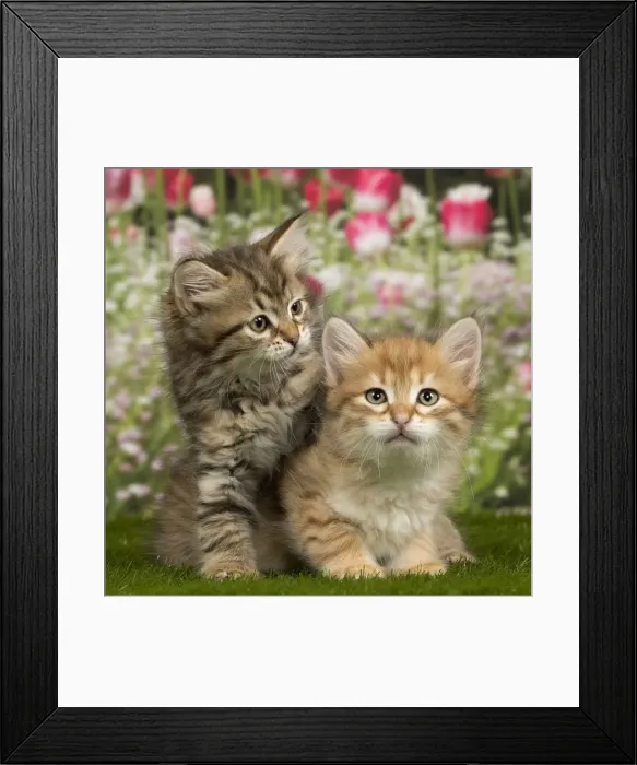 Framed Print : Picture No. 10901742 Framed Print : Picture No. 10901742