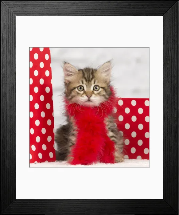 Framed Print : Picture No. 10901743 Framed Print : Picture No. 10901743