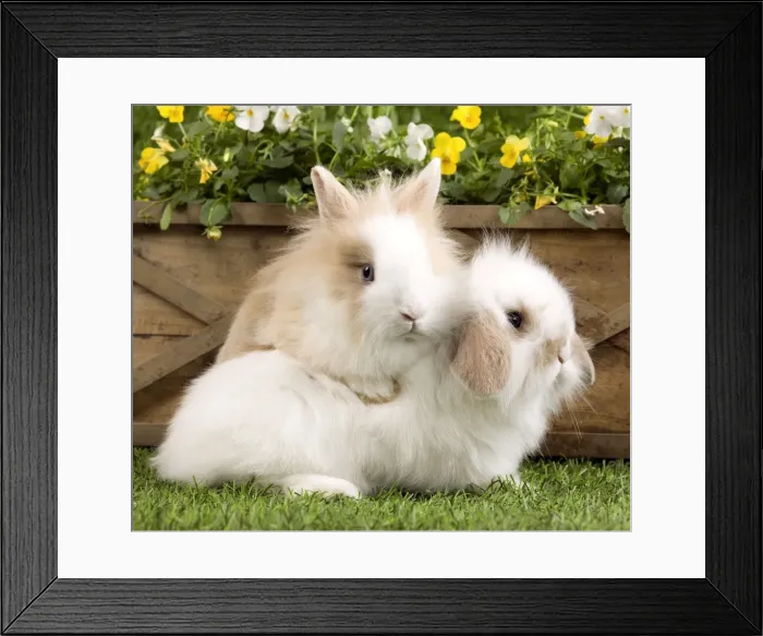 Framed Print : Picture No. 10900041 Framed Print : Picture No. 10900041