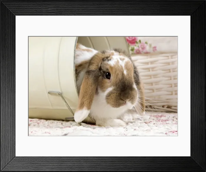 Framed Print : Picture No. 10900078 Framed Print : Picture No. 10900078