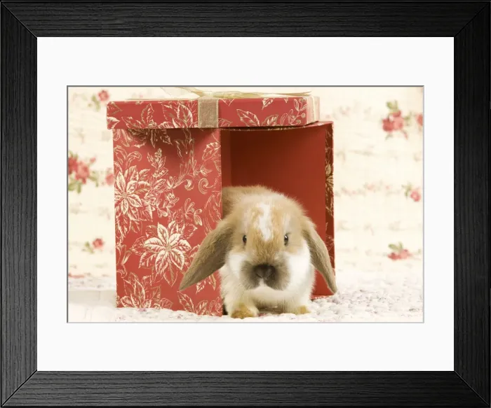 Framed Print : Picture No. 10900080
