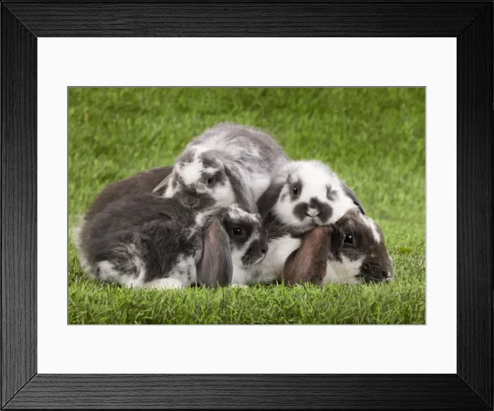 Framed Print : Picture No. 10900083 Framed Print : Picture No. 10900083