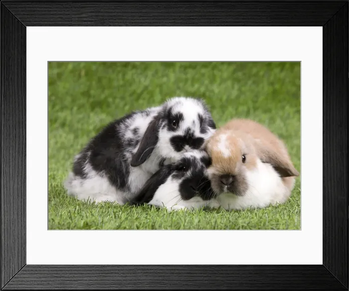 Framed Print : Picture No. 10900091