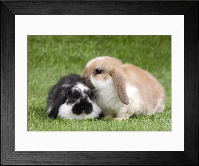 Framed Print : Picture No. 10900092 Framed Print : Picture No. 10900092