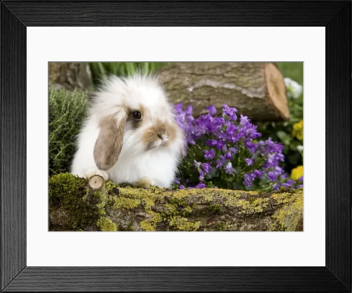Framed Print : Picture No. 10900126 Framed Print : Picture No. 10900126