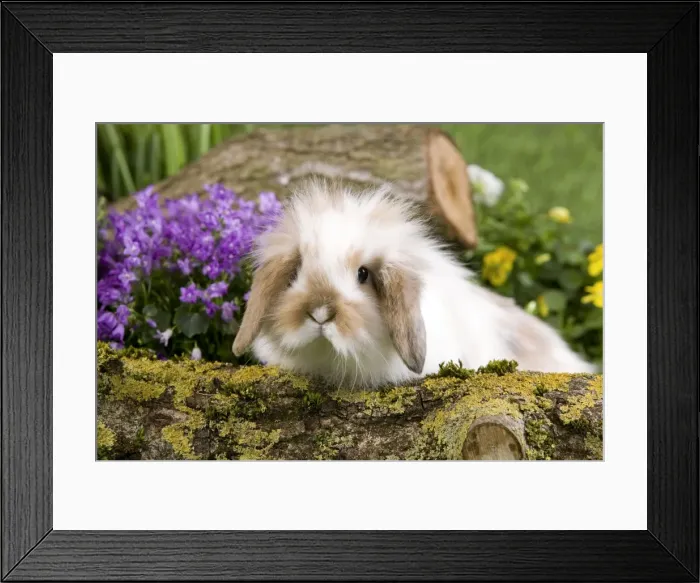 Framed Print : Picture No. 10900130 Framed Print : Picture No. 10900130