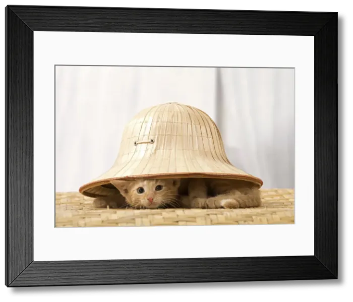 Framed Print : Picture No. 10901589 Framed Print : Picture No. 10901589