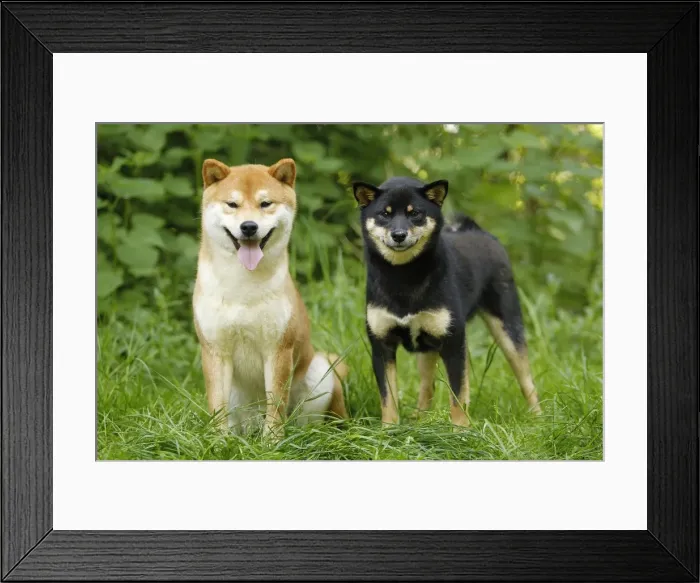 Framed Print : Picture No. 10922303 Framed Print : Picture No. 10922303