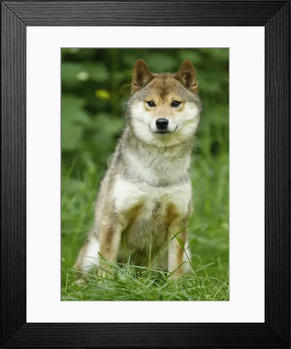 Framed Print : Picture No. 10922308 Framed Print : Picture No. 10922308