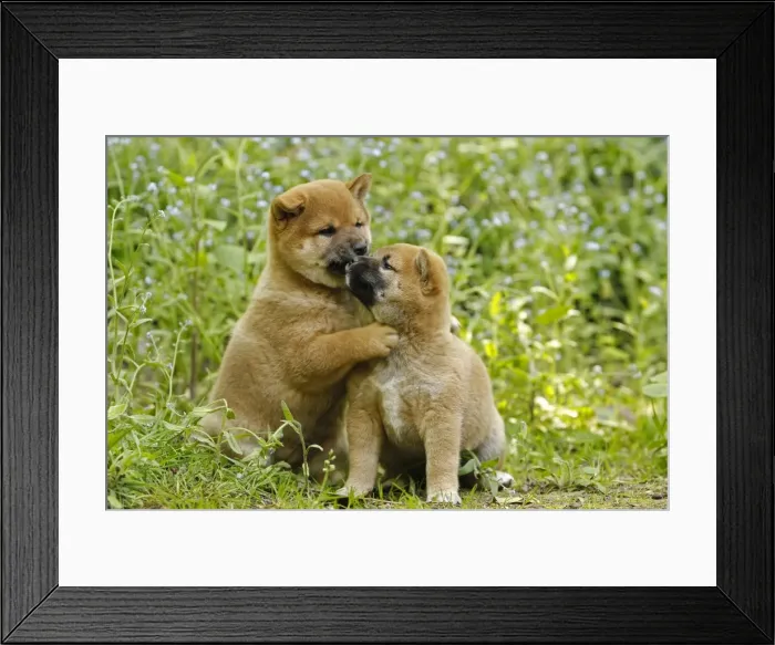 Framed Print : Picture No. 10922311 Framed Print : Picture No. 10922311