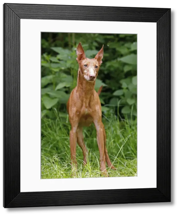 Framed Print : Picture No. 10922320 Framed Print : Picture No. 10922320