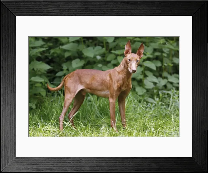 Framed Print : Picture No. 10922321 Framed Print : Picture No. 10922321