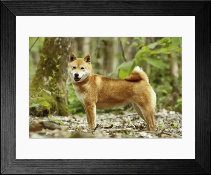 Framed Print : Picture No. 10922333 Framed Print : Picture No. 10922333