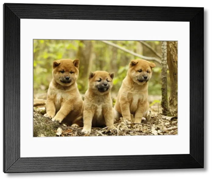 Framed Print : Picture No. 10922338 Framed Print : Picture No. 10922338