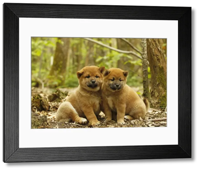 Framed Print : Picture No. 10922339 Framed Print : Picture No. 10922339