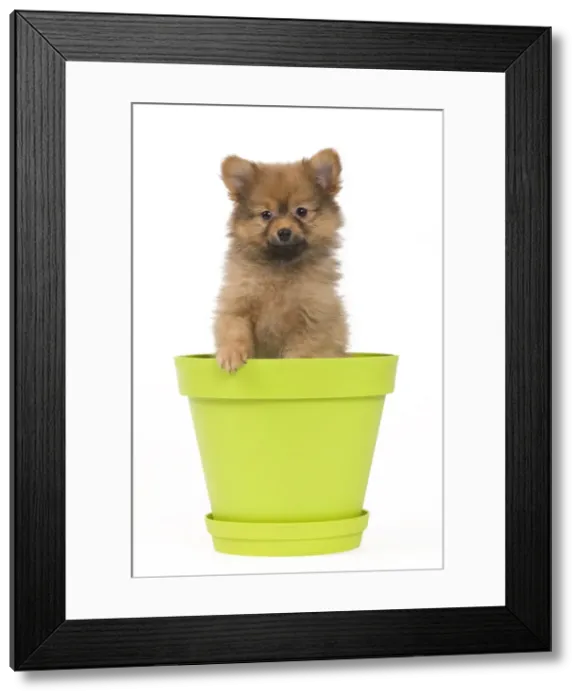 Framed Print : Picture No. 10922346 Framed Print : Picture No. 10922346