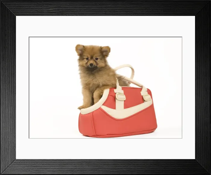Framed Print : Picture No. 10922349 Framed Print : Picture No. 10922349