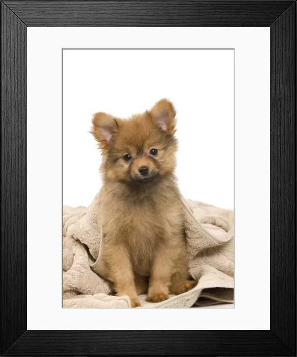 Framed Print : Picture No. 10922355 Framed Print : Picture No. 10922355