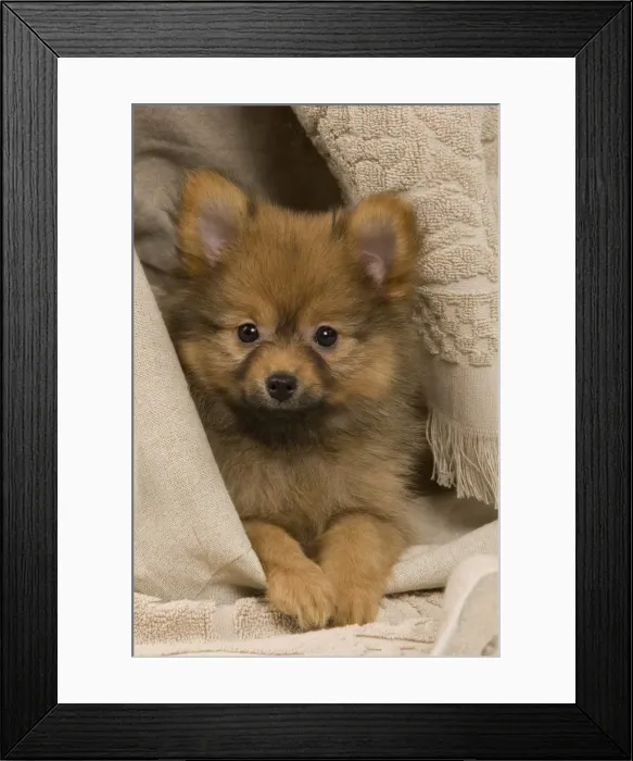 Framed Print : Picture No. 10922357 Framed Print : Picture No. 10922357