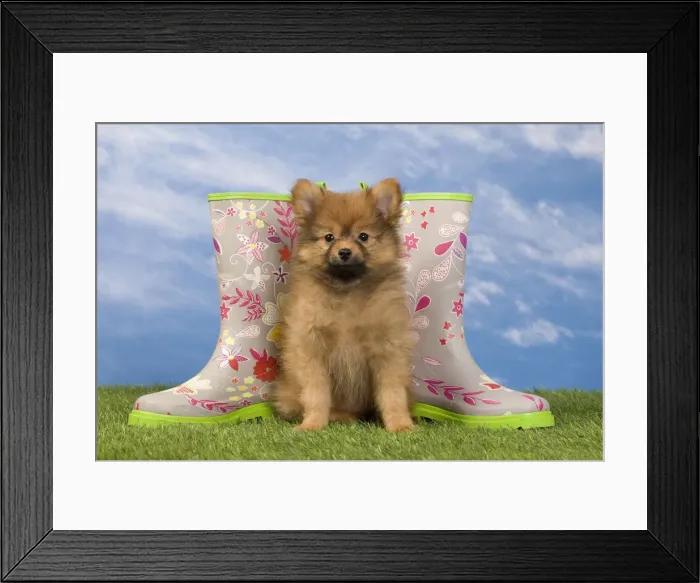 Framed Print : Picture No. 10922358 Framed Print : Picture No. 10922358