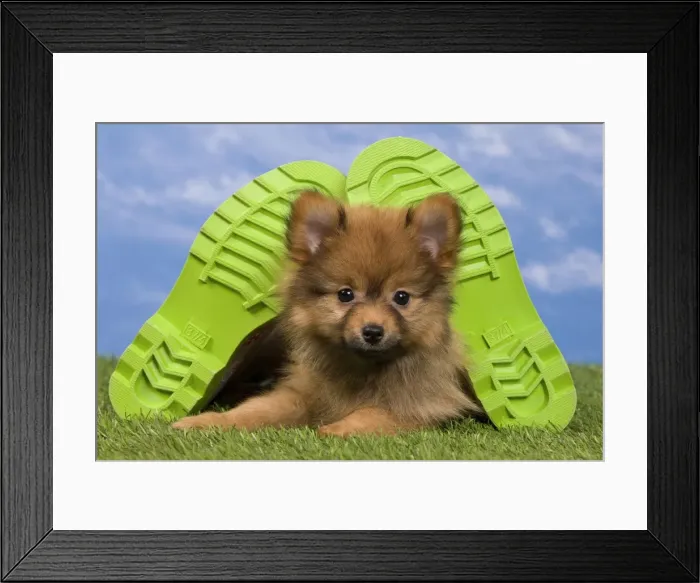 Framed Print : Picture No. 10922359 Framed Print : Picture No. 10922359