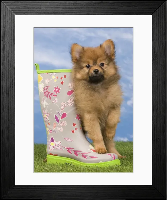 Framed Print : Picture No. 10922360 Framed Print : Picture No. 10922360