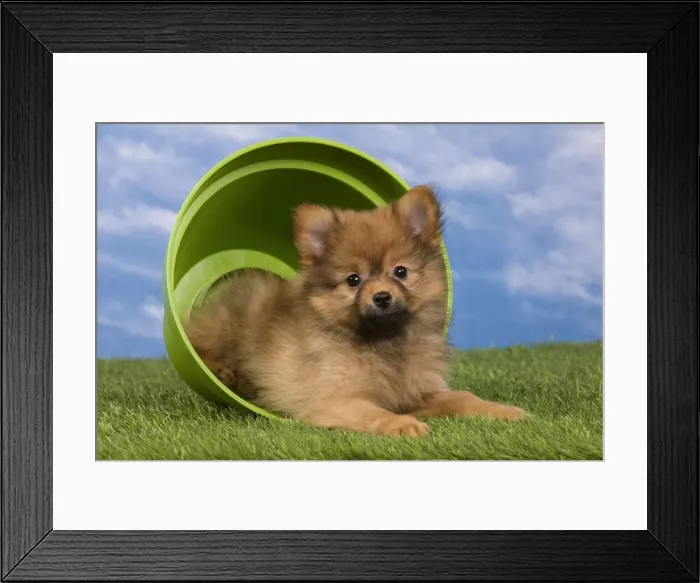 Framed Print : Picture No. 10922361 Framed Print : Picture No. 10922361