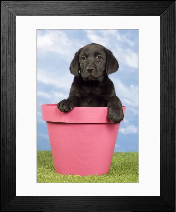 Framed Print : Picture No. 10922368 Framed Print : Picture No. 10922368