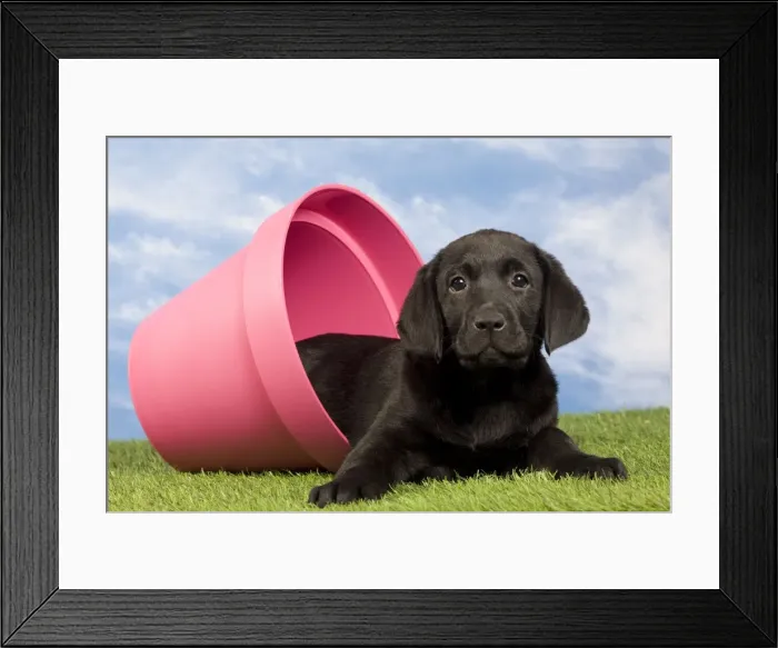 Framed Print : Picture No. 10922371