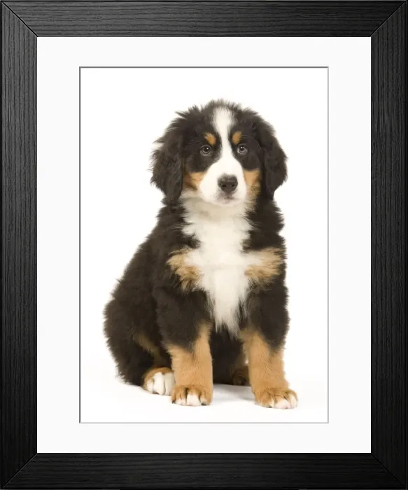 Framed Print : Picture No. 10922377 Framed Print : Picture No. 10922377